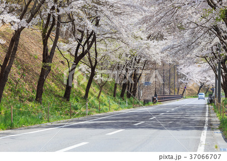満開の桜のトンネル 37066707