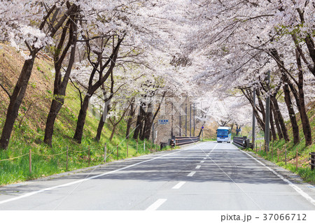 満開の桜のトンネル 満開の桜のトンネル 37066712