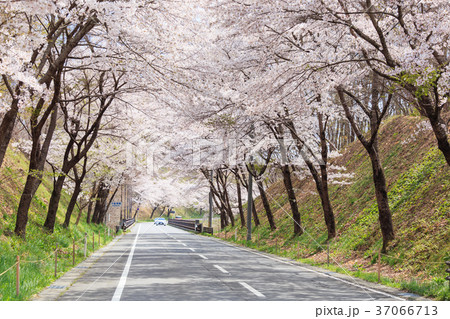 満開の桜のトンネル 満開の桜のトンネル 37066713
