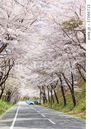 満開の桜のトンネル 37066715