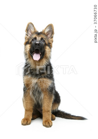 beautiful german shepard puppy 37066730