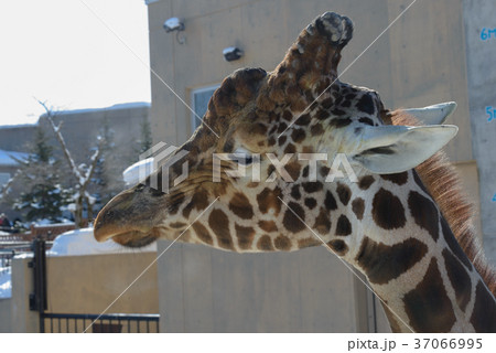 旭山動物園 キリンの写真素材