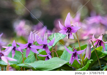 カタクリの花 37067670