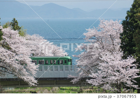 桜の樹間を通る湖西線の電車 37067955