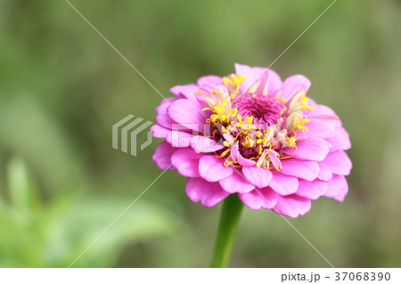 Pink flower of a zinnia of green grass  37068390
