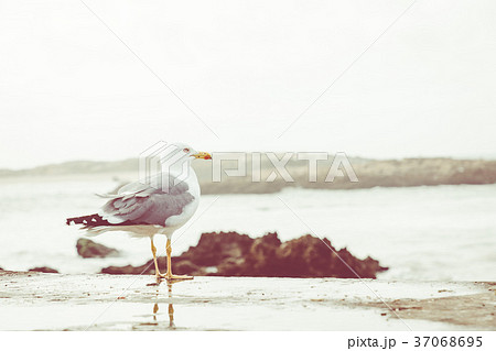 Seagulls at the wall in Essaouira.  37068695