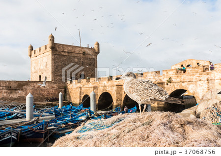 Sqala du Port, a defensive tower at fishing port Sqala du Port, a defensive tower at fishing port 37068756