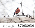 Male bullfinch,  is sitting on the branch 37068939