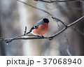 Male bullfinch,  is sitting on the branch 37068940