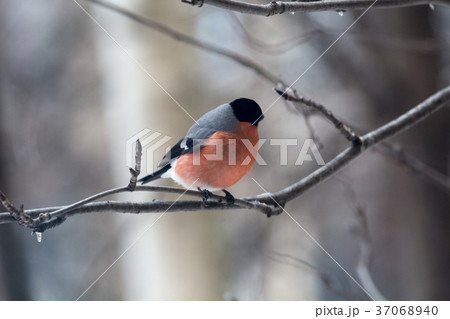 Male bullfinch,  is sitting on the branch 37068940