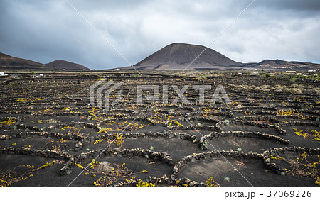 Vineyards in La Geria, Lanzarote, Canary Islands 37069226