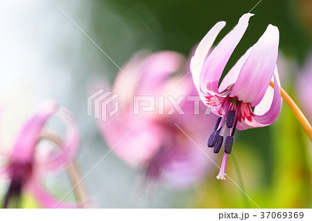 カタクリの花 カタクリの花 37069369