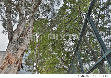Tai Hang Tung Recreation Ground 2018 Tai Hang Tung Recreation Ground 2018 37069418
