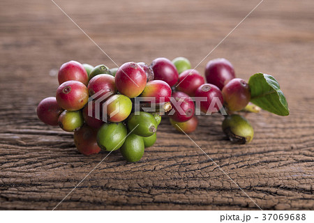 fresh coffee beans with leaf on wooden background fresh coffee beans with leaf on wooden background 37069688
