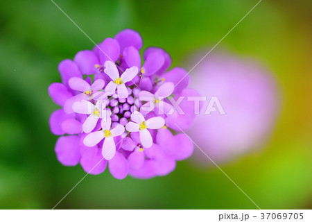 Small purple flowers Iberis umbellate in summer 37069705