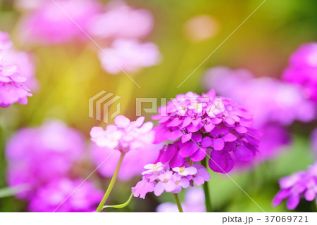 Small purple flowers Iberis umbellate in summer 37069721