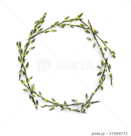 Pussy-willow branches circle frame Pussy-willow branches circle frame 37069772
