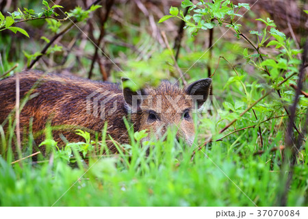 Young wild boar in grass, before a forest 37070084