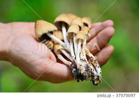Coprinus micaceus mushroom(Coprinus atramentarius) Coprinus micaceus mushroom(Coprinus atramentarius) 37070097