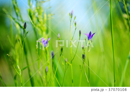 Campanula flowers (Campanula patula) 37070108