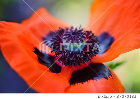 Closeup blooming red poppy flower Closeup blooming red poppy flower 37070132