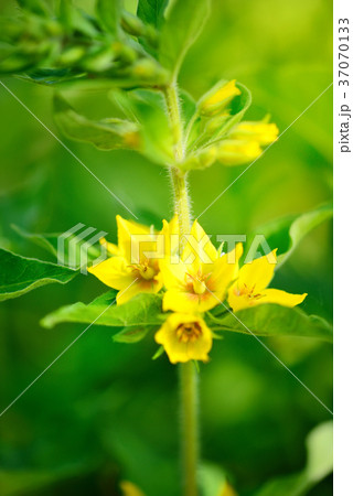 Lysimachia vulgaris growing in the garden Lysimachia vulgaris growing in the garden 37070133