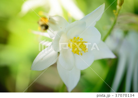 White Columbine Flower (Aquilegia) in sunlight 37070134