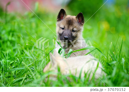 Two lovely charming puppies of Laika breed 37070152