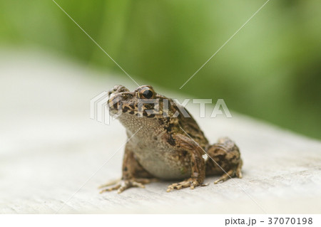 ツチガエル 37070198
