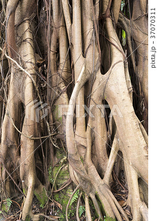 aerial roots 37070311
