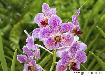 Singapore orchids Singapore orchids 37070313
