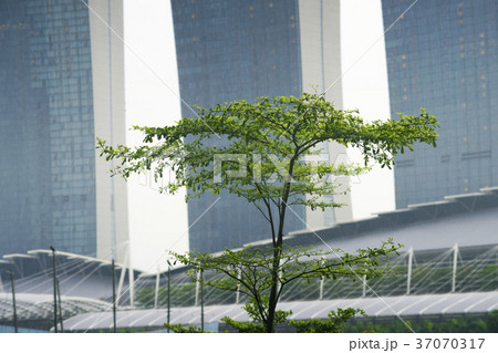 Singapore tree 37070317