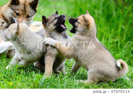 Lovely charming puppies of Laika breed play 37070514