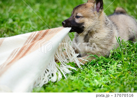 A beautiful Siberian Laika puppy play on the grass A beautiful Siberian Laika puppy play on the grass 37070516