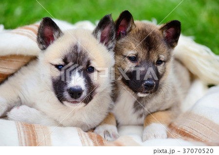 Two cute Siberian Laika puppies on the blanket 37070520