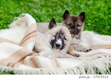Two cute Siberian Laika puppies on the blanket 37070524