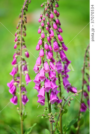 Flowering foxglove flowers (Digitalis purpurea) 37070534