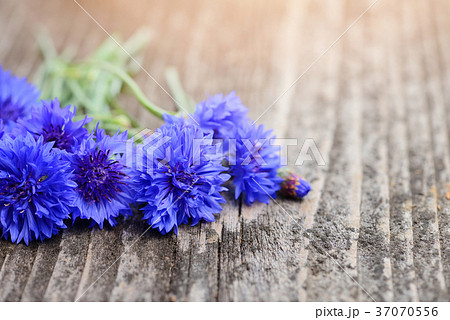 Cornflower blue flowers (Centaurea cyanus) 37070556