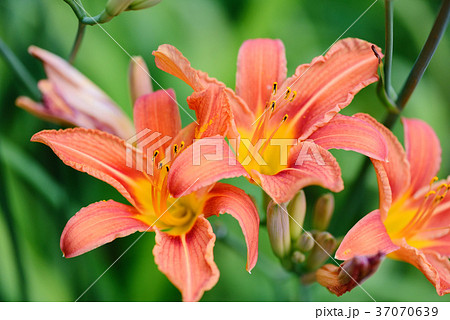 Hemerocallis - Beautiful daylily flowers blossom 37070639