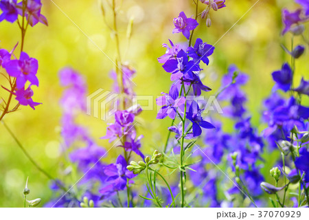 Beautiful purple Delphinium consolida Beautiful purple Delphinium consolida 37070929