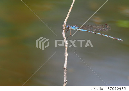 ホソミオツネントンボ（オス） 37070986