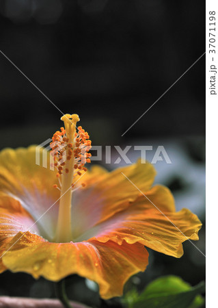 花 フラワー お花 37071198