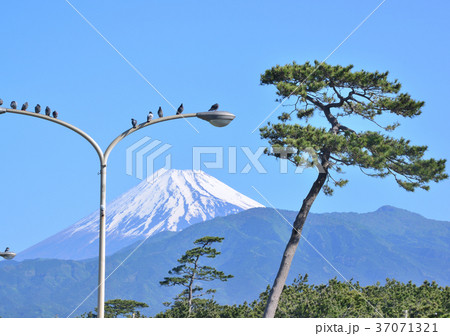 千本松原と富士山-88162 千本松原と富士山-88162 37071321