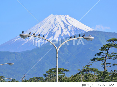 千本松原からの風景-88163 千本松原からの風景-88163 37071322