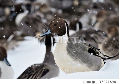 オナガガモ(オス) オナガガモ(オス) 37071890