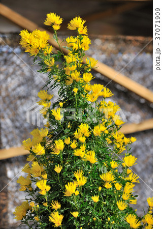 菊 キク 菊の花 37071909