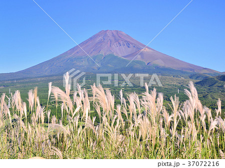 ススキと富士山-4715 ススキと富士山-4715 37072216