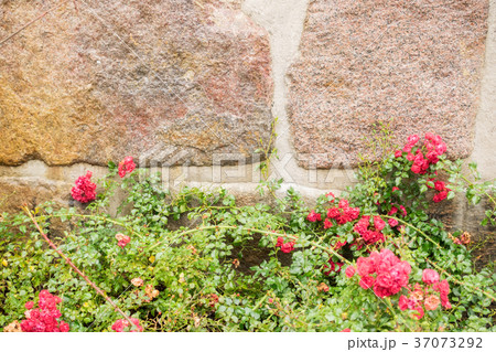 Wall of stone with flowers 37073292