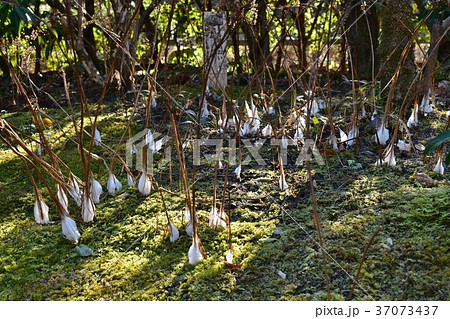 薬師池公園萬葉草花苑のシモバシラの花 薬師池公園萬葉草花苑のシモバシラの花 37073437