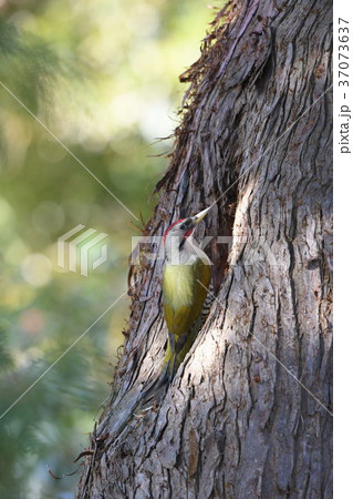 巣作りをするアオゲラ 37073637